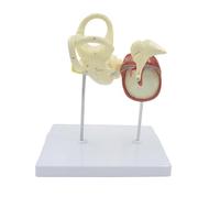 Modelo de oído humano para anatomía, modelo anatómico de oído humano, modelo de oído interno humano, modelo de estructura interna de oído humano, modelo lanatómico de oído humano, laberintos, osecle