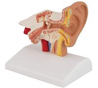 Modelo de oído Modelo de anatomía Humana Modelo de Orejas para Escritorio 1.5 Veces su tamaño - para Laboratorios de enseñanza