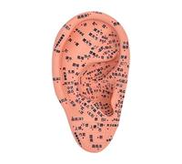 Modelo de oído para reflexología, visualización de aprendizaje de acupuntura, simulación educativa, multiusos, modelo de acupuntura auricular para entrenamiento de acupuntura, 16 cm