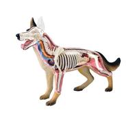 Modelo de órgano de perro realista, modelo de anatomía médica, con órganos extraíbles, partes del cuerpo para materiales de funcionamiento infantil