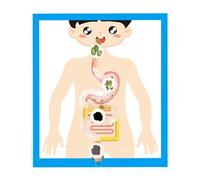 Modelo de órgano digestivo, herramienta de aprendizaje en, modelo de póster de anatomía de órganos digestivos para niños, estudiantes de 6 años o más humanos