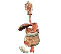 Modelo de órgano digestivo humano Escala natural Estructura interna visible con partes intestinales Fisiología educativa Aprendizaje Ayuda didáctica for exhibición de estudio escolar
