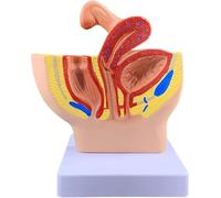 Modelo de órgano Femenino de tamaño 1/2 Natural Modelo de útero y Ovario Femenino Humano Modelos de enseñanza Profesional Reproductor Femenino for Uso Educativo Modelo de anatomía