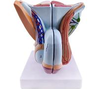 Modelo de órgano genital masculino, modelo de músculos pélvicos Modelo anatómico del sistema genital MMale, modelo de anatomía humana de PVC, modelos de órganos reproductivos para entrenamiento