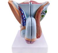 Modelo de órgano genital masculino - PVC anatómico de los músculos pélvicos for formación educativa