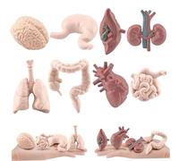 Modelo de órgano humano 8pcs/set El modelo de cuerpo humano simulado incluye cerebro, hígado, estómago y más, anatomía realista para la educación, anatomía y fisiología de los accesorios de Halloween