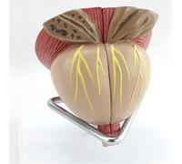 Modelo de órgano Humano de tamaño Doble de la próstata, Modelo anatómico Masculino Desmontable de 4 Piezas, Material Educativo y de Entrenamiento.