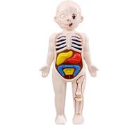 Modelo de órgano Humano Juguetes ensamblados for Hacer uno Mismo Modelo de órgano Humano Modelo de Cuerpo Humano Infantil anatomía del Esqueleto del órgano Modelo de vísceras Herramientas