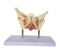 Modelo de órgano Humano Modelo de útero pélvico Femenino Modelo de anatomía del útero Modelo de órganos Humanos extraíbles for planificación Familiar y Medicina Explicación didáctica
