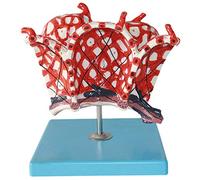 Modelo de órgano humano para investigación médica, modelo alveolar con diez piezas digitales para enseñanza y entrenamiento en el sistema respiratorio