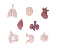 Modelo de órgano humano simulación de anatomía corporal, herramienta educativa para cerebro, corazón, pulmones, hígado, estómago, riñones para enseñanza, preescolar y escolar