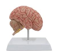 Modelo de órgano Modelo de neuroanatomía del Cerebro Humano, Modelo de órgano, Modelo de enseñanza del Cuerpo Humano, Modelo de Aula de Ciencias Modelo de anatomía