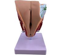 Modelo de órgano reproductor femenino extraíble 4 piezas, modelo anatómico tamaño natural for enseñanza útero y ovario con base exhibición