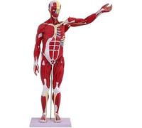 Modelo de órgano y músculo humano de 80 cm, modelo de anatomía del torso humano con cerebro de cabeza de corazón desmontable, muestra los músculos claramente, for estudio educativo médico