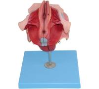 Modelo de órganos reproductivos femeninos, modelo de perineo, modelo de anatomía humana, modelo de perineo desmontable de 4 partes, modelo de órganos reproductivos, anatomía, modelo de enseñanza