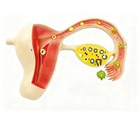 Modelo de óvulo humano fertilizado, modelo uterino, proceso de desarrollo de embriones de embarazo, for estudio o enseñanza de educación en ciencias médicas.