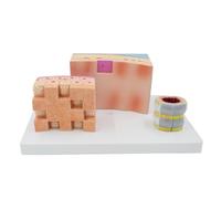 Modelo de pared traqueal y laringe con indicadores digitales y base de visualización, modelo anatómico de tráquea humana de 3 partes ampliado 3X, material de PVC, especímenes del