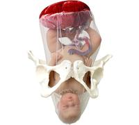 Modelo de parto femenino, simulador de modelo de entrenamiento de partería de parto con muñeca/con cordón umbilical/amnios, placenta, muñeca de pelvis de bebé separable for maniquí de enseñanza de gin