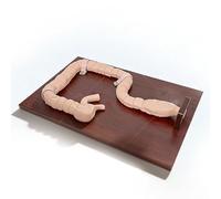 Modelo de patología de colon a tamaño real Simulador de tren de sigmoidoscopio humano Sistema digestivo Intestino grueso Modelos de estudio anatómico Modelo de maniquí para demostración de colonoscopi