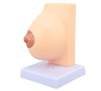 Modelo de Pecho Anat mico Femenino en PVC Modelo Did ctico de Musculatura y rganos Humanos para Formaci n M dica Enfermer a y Educaci n Sanitaria Detallado Realista y Desmontable