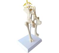 Modelo de pelvis canina: esqueleto anatómico de la articulación de la cadera del perro for exhibición y estudio con fines educativos.