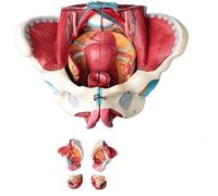 Modelo de pelvis femenina a escala 1:1 con músculos del suelo pélvico (1 pieza) - for uso en el ámbito sanitario, la enseñanza y la educación del paciente