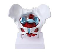 Modelo de pelvis femenina a tamaño real con órganos y músculos del suelo pélvico extraíbles for enseñanza médica y exhibición en aulas.