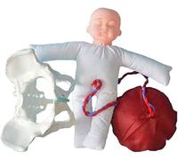 Modelo de pelvis femenina a tamaño real for educación sobre el parto | Modelo anatómico de los músculos del suelo pélvico for ginecología