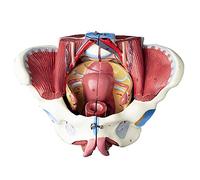 Modelo de pelvis femenina con músculos del suelo pélvico para educación médica y práctica de enfermería, modelo anatómico de esqueleto humano para uso educativo