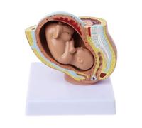 Modelo de pelvis femenina de tamaño natural con feto durante el embarazo: herramienta anatómica educativa for estudiantes de medicina y profesionales de la salud.