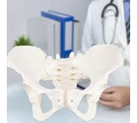 Modelo de pelvis femenina de tamaño real, demostrar con movimiento, modelo de anatomía femenina flexible, modelo anatómico pélvico de hueso de cadera para educación científica, partera en obstetricia,