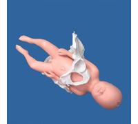 Modelo de pelvis femenina for demostración del parto: material de entrenamiento anatómico for uso educativo en obstetricia y atención médica.
