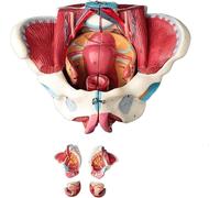 Modelo de pelvis femenina humana a tamaño real con órganos extraíbles - 4 partes: músculos del suelo pélvico y perineo