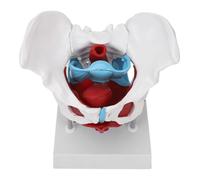 Modelo De Pelvis Femenina, Modelo Anatómico Femenino Extraíble De Tamaño Natural Con Músculos Del Suelo Pélvico, Modelo Anatómico A Color Con Base For Comunicación En Obstetricia Y Ginecología.