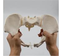 Modelo de pelvis femenina, modelo de anatomía flexible, modelo de esqueleto de pelvis y hueso sacro, cadera, tamaño natural, se puede doblar, modelo de anatomía humana, for educación científica, obste
