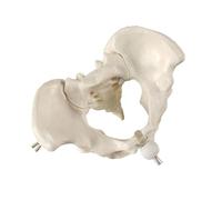 Modelo de pelvis femenina, modelo de esqueleto de pelvis para partería, modelos de enseñanza para medicina, ciencia, educación, partería femenina para enseñanza de obstetricia educativa