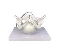 Modelo de pelvis femenina, modelo de esqueleto pélvico femenino con cráneo fetal, modelos de enseñanza de partería para educación científica, modelos de enseñanza de partería, modelo de estructura de