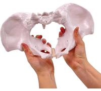 Modelo de pelvis femenina, modelo de pelvis femenina de tamaño natural, con soporte elástico. Anatomía for la educación científica. Partera en obstetricia, ginecología y comunicación