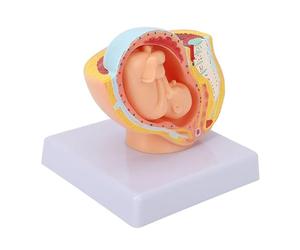 Modelo De Pelvis Femenina - Modelos De PéLvica De PVC. Simulador De Parto. Embarazo para La EnseñAnza MéDica En EnfermeríA