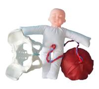 Modelo de pelvis femenina para el parto, modelo pélvico de tamaño real para demostración del parto, simulador de parto con modelo de pelvis femenina y bebé para la enseñanza de ginecología