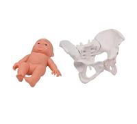 Modelo de pelvis femenina, pelvis femenina y modelo de bebé, enseñanza de partería para medicina, ciencia, educación, partería y bebé