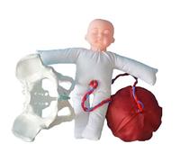 Modelo de pelvis femenino de tamaño natural Modelo de entrenamiento de partería de partería WIHT Pelvis y bebé para ginecología Enseñanza Simulador de parto estándar con modelos de pelvis de bebé 3pcs
