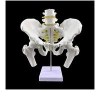 Modelo de Pelvis Humano - Vértebras de Dos Secciones con Pelvis Lumbar y Modelo Fémur - 1: 1 Vida con Pelvis Vertebral Lumbar y Modelo de Cabeza femoral - para la educación
