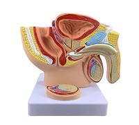 Modelo de pelvis masculina con próstata, modelo de anatomía genital masculina, modelo anatómico del sistema reproductor masculino a escala 1:2, modelo de sección sagital media del sistema genitourinar