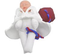 Modelo de pelvis para educación del parto con placenta desmontable, ayuda permanente para enseñanza clínica escolar para cursos gestacionales, entrenamiento obstétrico, juguete pélvico