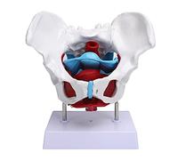 Modelo de Pelvis y perineo Femenino nsxayiwe con órganos extraíbles, Modelo de Pelvis con músculos del Piso pélvico, Ovario de Vagina del útero, Recto y vejiga de 6 Partes de