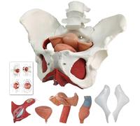 Modelo de perineo de pelvis femenina con órganos desmontables, montaje magnético, pintado a mano, piso pélvico femenino músculo modelo anatómico útero vagina ovárico, vejiga, recto 6 piezas para