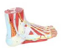 Modelo de pie con piezas numeradas y desmontables que muestran detalles internos y estructura. Modelo de anatomía del pie. Anatomía plantar.