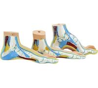 Modelo de pie de 3 piezas a tamaño real, modelos de anatomía patológica del pie, incluyendo pie plano, arco alto y pie normal, for enseñanza y exhibición educativa.