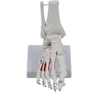Modelo de pie y tobillo Esqueleto de articulación humana de PVC para estudios médicos y de ciencias Esqueleto de articulación humana Medicina médica Anatomía de las articulaciones de PVC